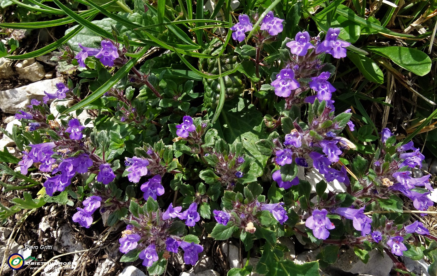 53 Acino alpino (Acinos alpinus).JPG -                                